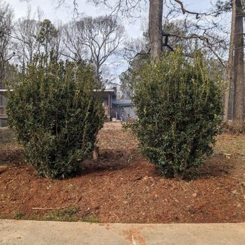 evergreen shrubs two shrubs surrounded by mulch
