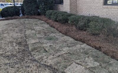 commercial sod project site