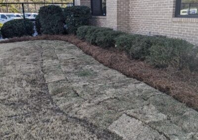 commercial sod project site