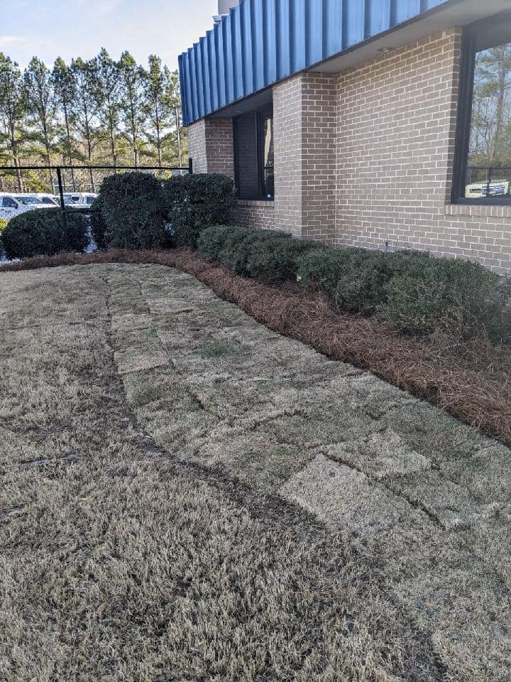 business commercial sod project site