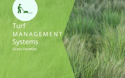 Your complete guide to grass varieties in central Alabama