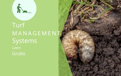 dealing with a lawn grub infestation in Alabama