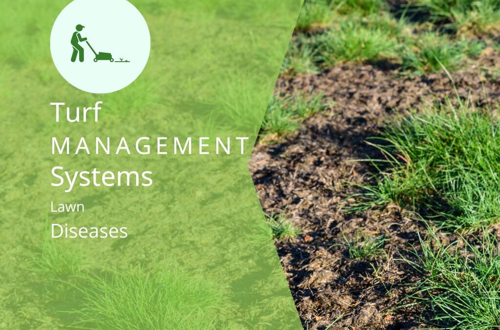 Combating Lawn Disease Issues in Hoover AL