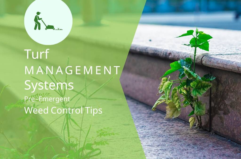When To Use Pre-Emergent Weed Control in Birmingham AL