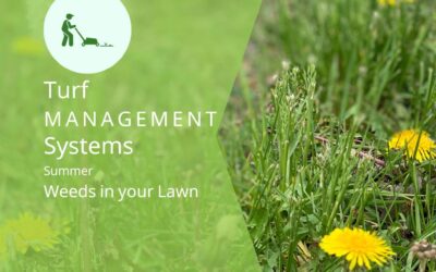 controlling summertime weeds in Alabama