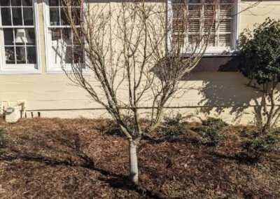 tree installation job
