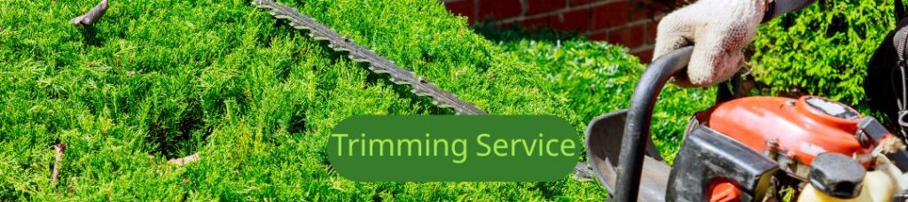 tree and shrub trimming services