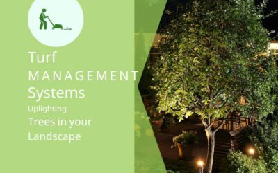 Uplighting Trees With Low Voltage Landscape Lighting