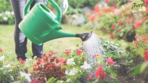 Watering