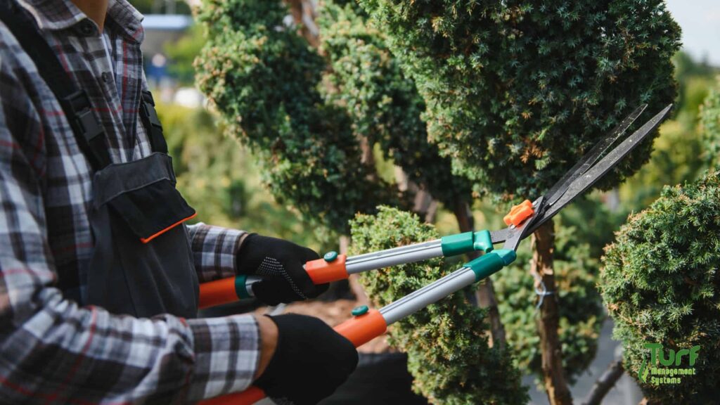 Pruning and Trimming