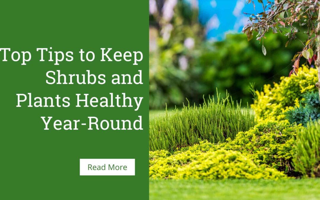 Tips to Keep Shrubs and Plants Healthy Year Round